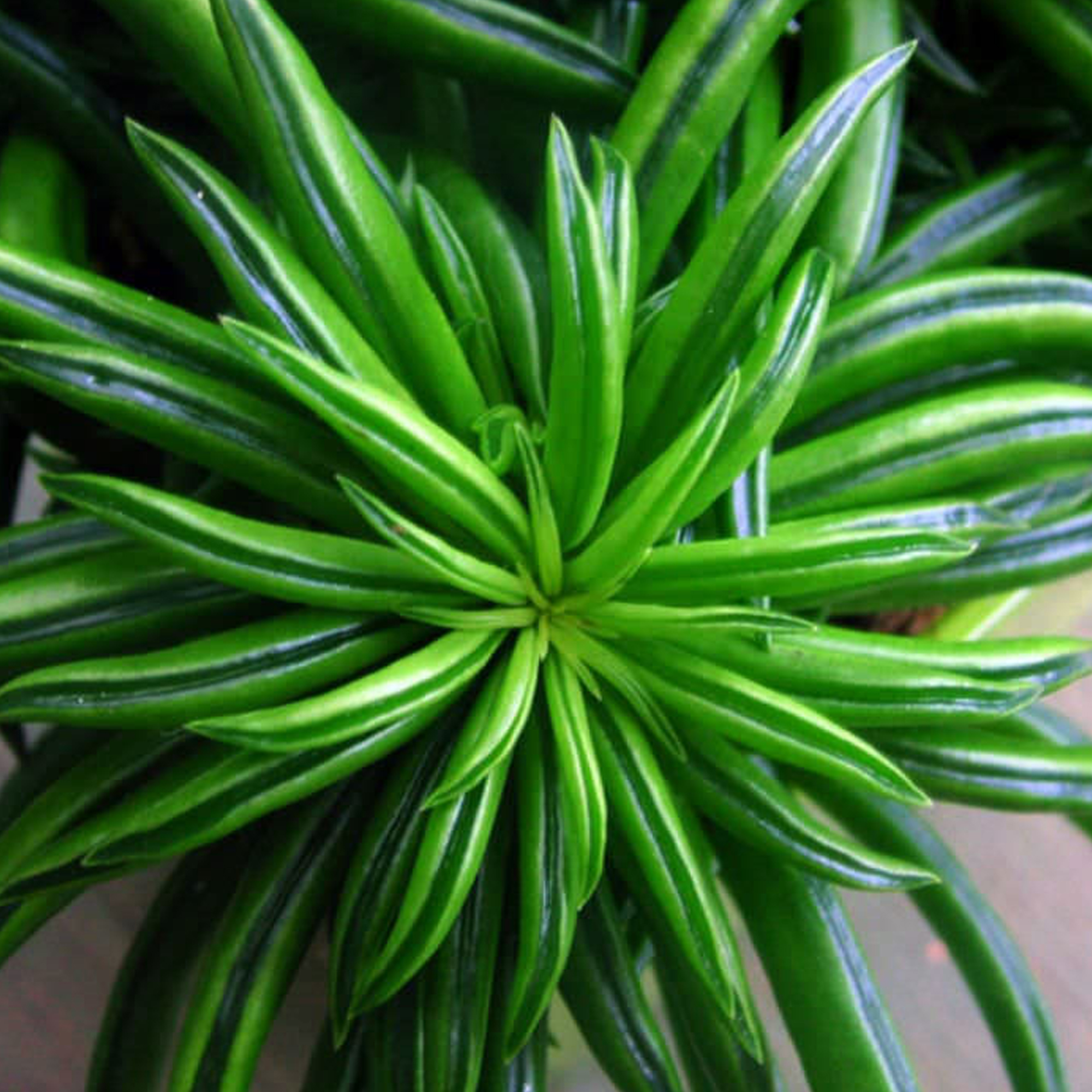 Colourful Peperomia Happy Bean 1525cm Potted Plant for Home or